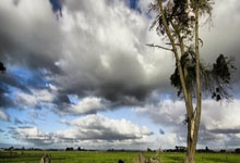 阿丽娜·萨巴伦卡当选年度最佳女网球员.